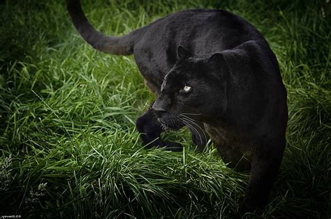 Kara Panter Kara Panter Hayvanlar Vahşi Siyah Hd Masaüstü Duvar