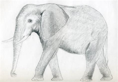 Pencil Shading Drawings Of Animals