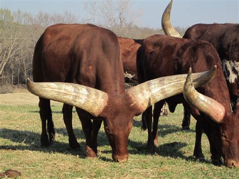 Ankole Watusi Bull Interesting Animals Animals With Horns Cattle