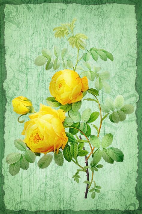 Vintage Floral Roses Illustration Free Stock Photo Public Domain Pictures