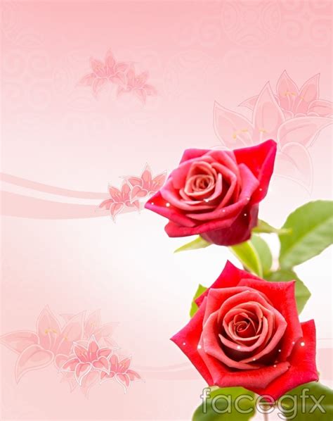 Beautiful Rose Flower Background Psd For Free Download Free Psd