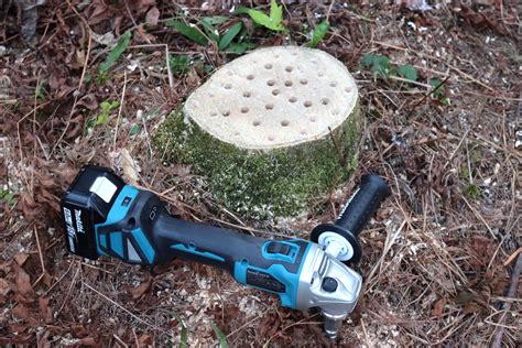 How To Rot A Tree Stump Fast Laptrinhx News