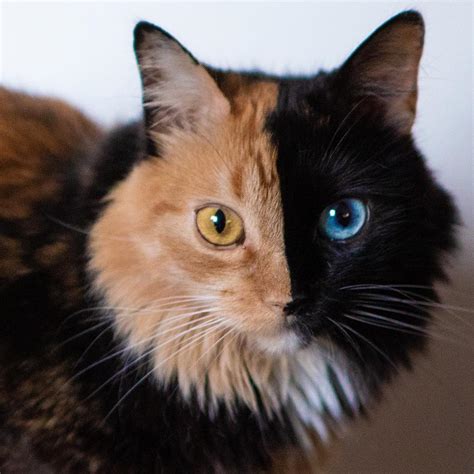 Quimera A Beautiful Cat Whose Adorable Face Is Perfectly Divided In