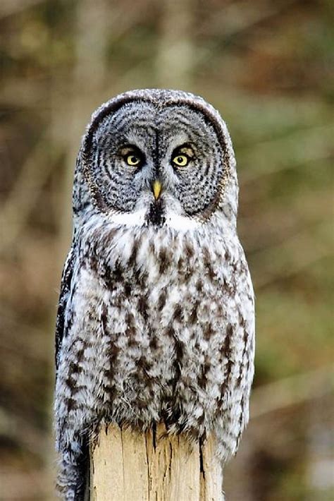 Great Gray Owl Vancouver Island Bc Gohikingca