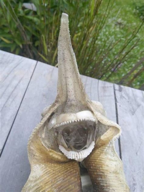 What Is This Sea Creature From New Zealand 5 Pics