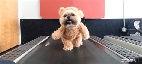 Before you start walking your puppy, consult your veterinarian for advice. Puppy In A Teddy Bear Costume Walking On A Treadmill Is A ...