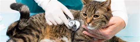 Trupanion pet insurance insurance plans average $23 per month for cats. Welkome To Our Big Community Of Cat Lovers