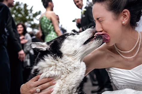 Themes You May French Kiss The Bride Dog Wedding Dog Photograph