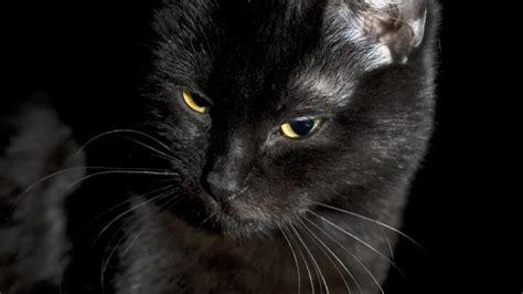 Why Do Black Cats Have White Hairs What You Should Know