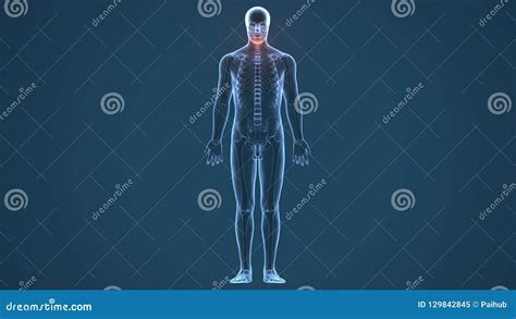 3d Illustration Of Anatomy Of Cervical Spine Cervical Spinal Stock