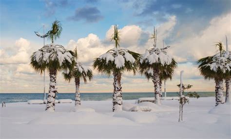 Palm Trees Covered With Snow Stock Image Image Of Snow Scene 19271743
