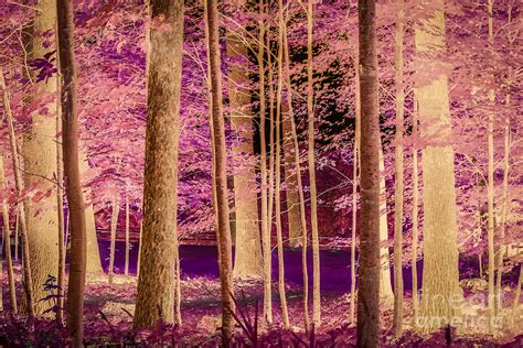 Abstract Forest Photograph By Claudia M Photography Fine Art America