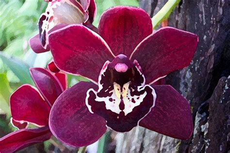 Burgundy Cymbidium Orchid Orchid Flowers