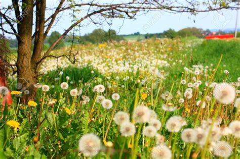Beautiful Meadow Of Dandelions Poland Dandelion Photo Stock Images