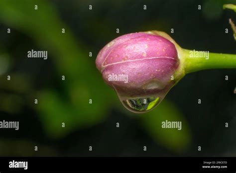 Lemon Tree Flowers Hi Res Stock Photography And Images Alamy