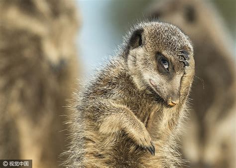 2016 Comedy Wildlife Photography Awards Finalists 1 Cn