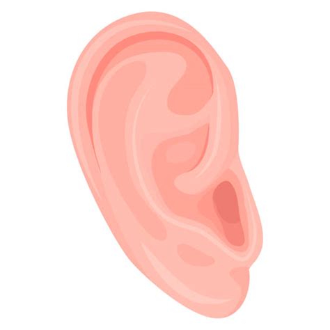 Earlobe Illustrations Royalty Free Vector Graphics And Clip Art Istock