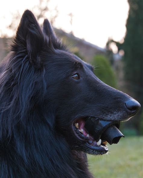 Belgian Sheepdog Pictures And Informations Dog
