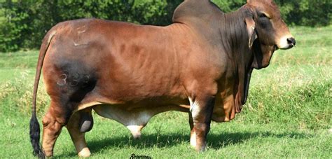 Brahman Bulls For Sale At Both Online And In Person Sales Events