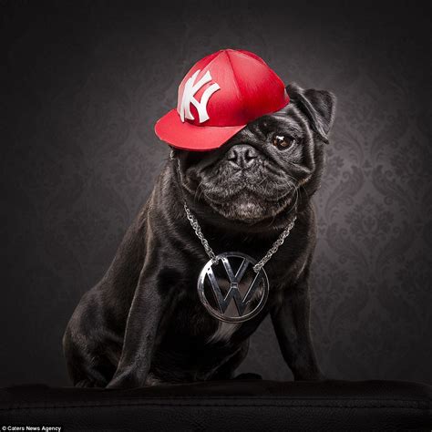 Adam Jackman Moore Transforms Pugs Into Ice Cube And 2pac Lookalikes