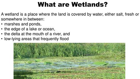 Ppt What Are Wetlands Powerpoint Presentation Free Download Id