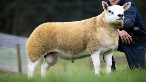 The Worlds Most Expensive Sheep Has Just Been Purchased For 490000 Cnn