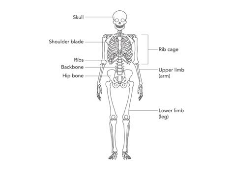 Simple Bone Diagram Human Skeleton Grade 5 Clip Art Library