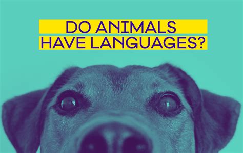 Do Animals Have Languages Beluga Team Medium