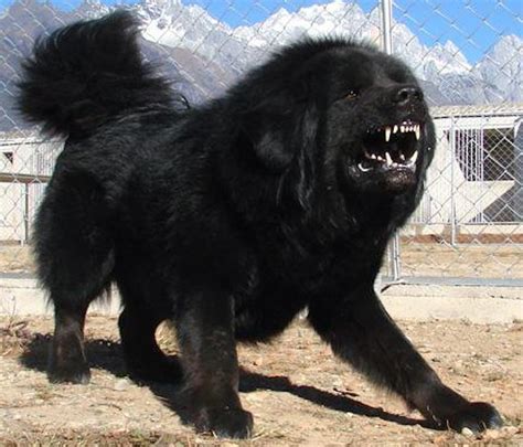 Tibetan Mastiff Dog Breed Information And Images K9