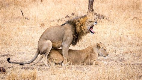 15 Days Kenya And Tanzania African Wildlife Safari 2016