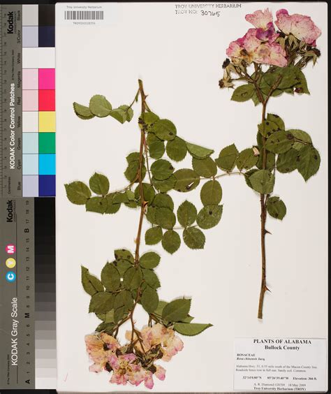 Rosa Chinensis Species Page Apa Alabama Plant Atlas