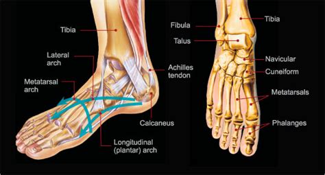Your leg bones are the longest and strongest bones in your body. Foot & Ankle Injuries - Summit Orthopedic ...