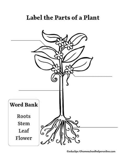 Parts Of A Plant Labeling Worksheet Free Printable For Elementary Kids