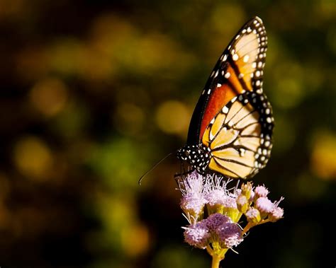 11,000+ vectors, stock photos & psd files. Wonderful HD Photo of Butterfly on Flower | HD Wallpapers