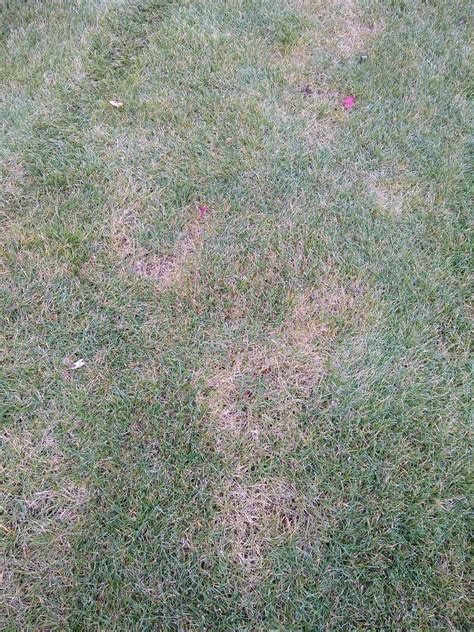 Fall Necrotic Ring Spot Flare Lawn Care Forum