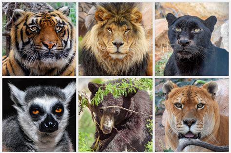 While the mainland is a multicultural place that has been moderately developed, borneo will make you feel like you are in the middle of the wilderness. Help Feed Rescued Exotic & Wild Animals in Arizona ...