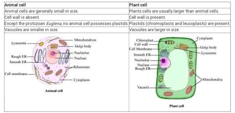 We will discuss plant cell vs animal cell, everything at the cellular organization level. difference between Plant cell and Animal cell - Science ...