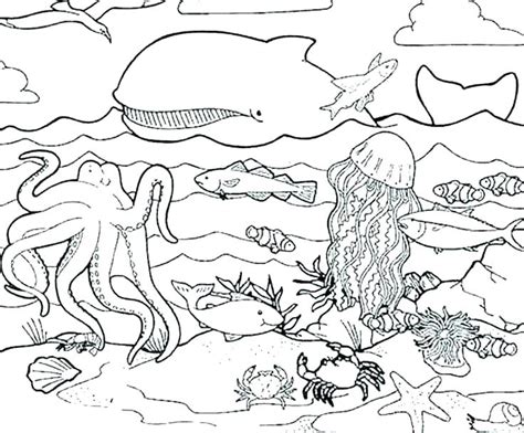Sea Otter Coloring Page At Getdrawings Free Download