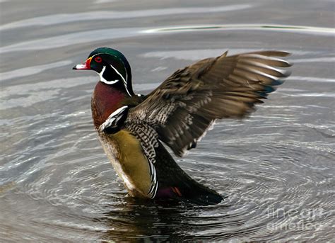 Wood Duck Showing His Feathers Photograph By Sea Change Vibes Pixels