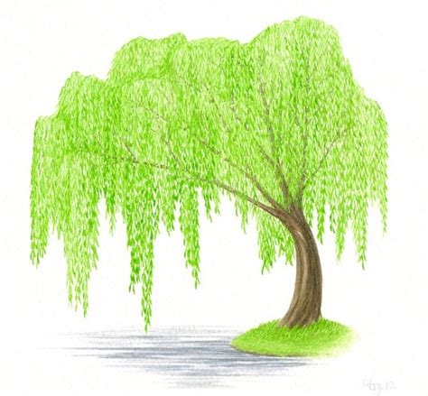 Simple Willow Tree Drawing At Getdrawings Free Download