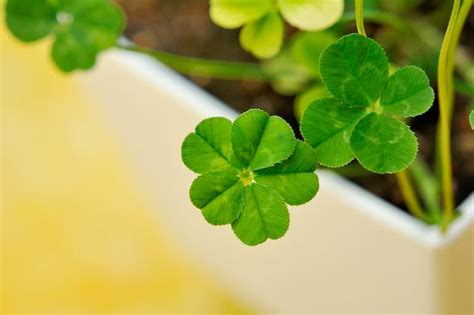 The Science Behind Why Four Leaf Clover Is Known As A