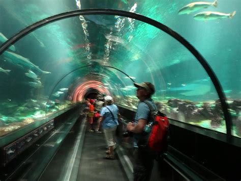 Aquarium Tunnel Seaworld Orlando Moving Walkway Passes Bel Flickr