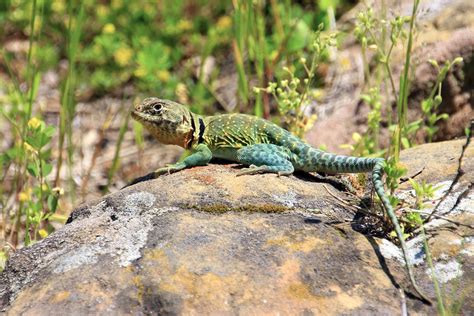 Collared Lizard The State Reptile Of Oklahoma Where It I Flickr