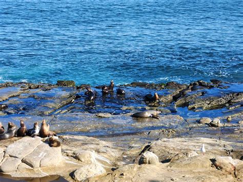 5 Best Spots To See The Sea Lions And Seals In La Jolla Go Travel