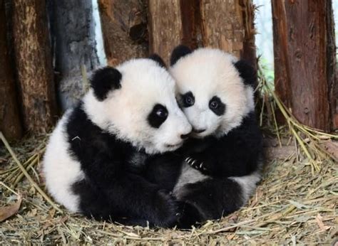 Twin Panda Cubs Born On Aug 16 2014 Lu Lu And Xi Xi Baby Panda