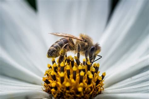 When bees land on a flower, like this milkweed flower, their feet often slip. Surprise: Bees Need Meat - Scientific American