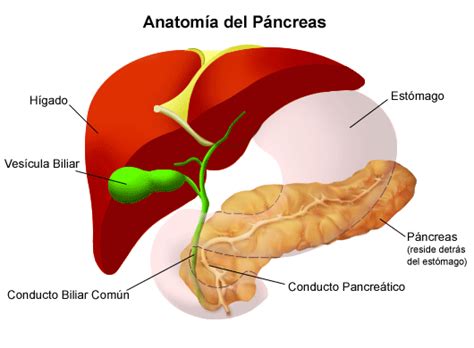 Pancreas Stanford Medicine Childrens Health