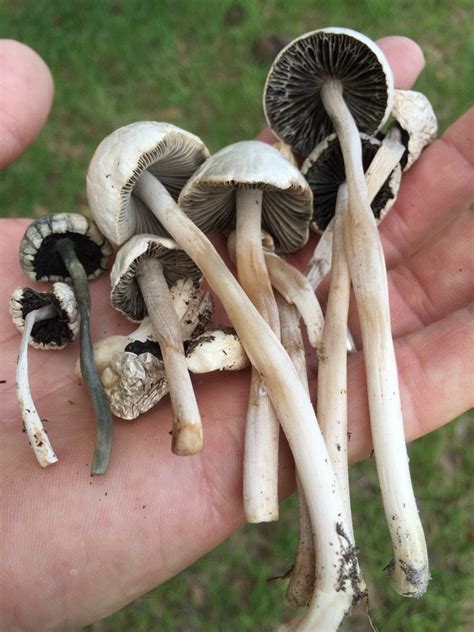 I Found These Today In Central Florida Growing Out Of Cow Manure Are