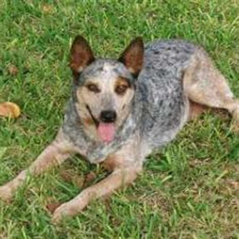 Buy and sell almost anything on gumtree classifieds. Facts on the Blue Heeler Dog Breed