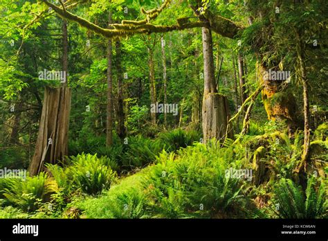 Coastal Temperate Rainforest Egmont British Columbia Canada Stock
